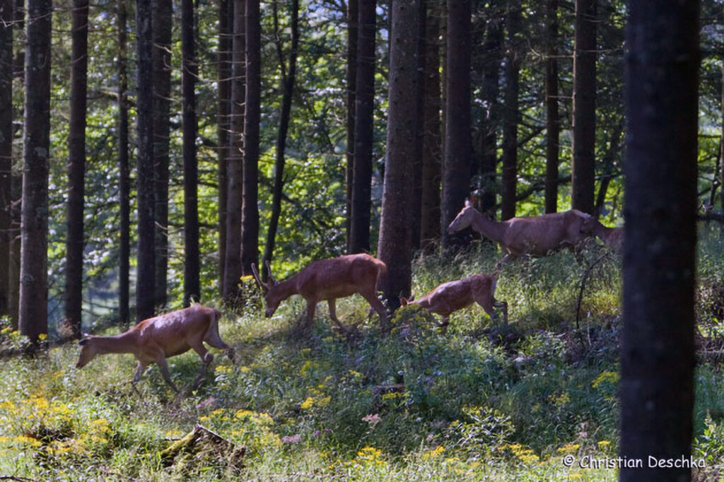016_Rothirsch
