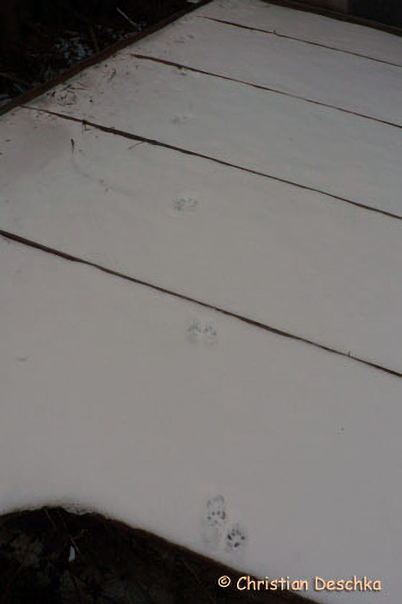 016_Tierspuren-im-Schnee
