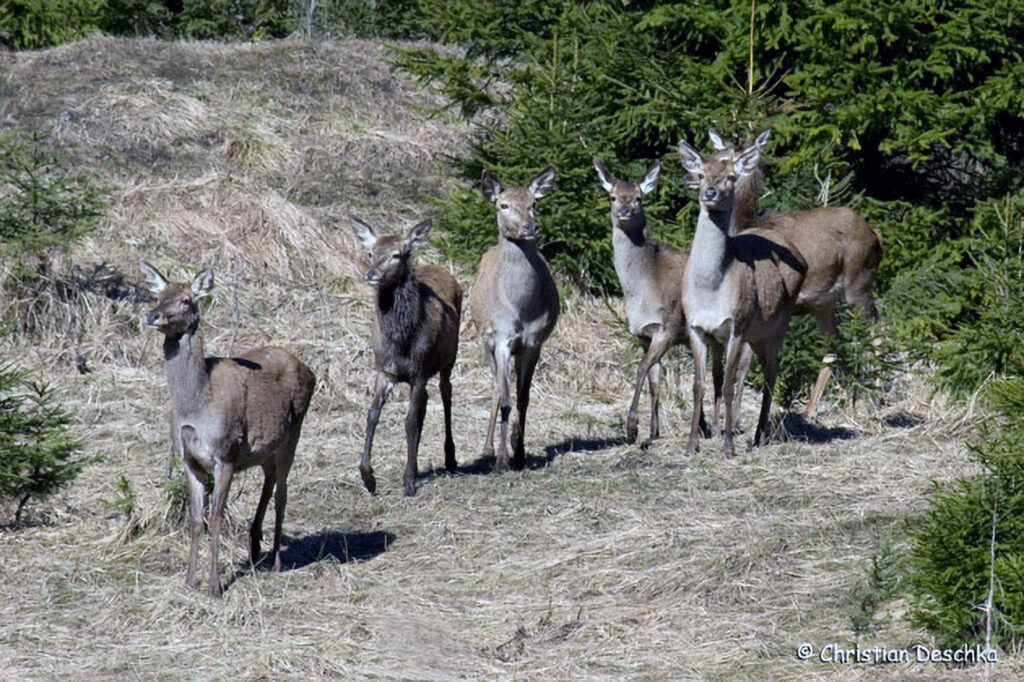 017_Rothirsch