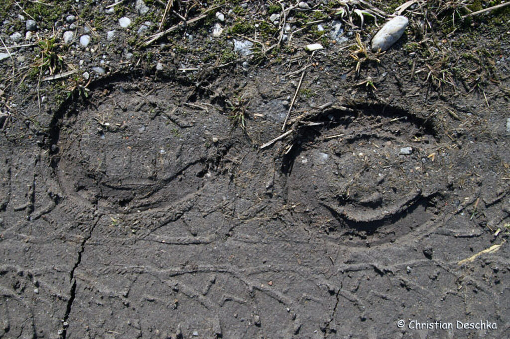 017_Tierspuren-Fotoquiz