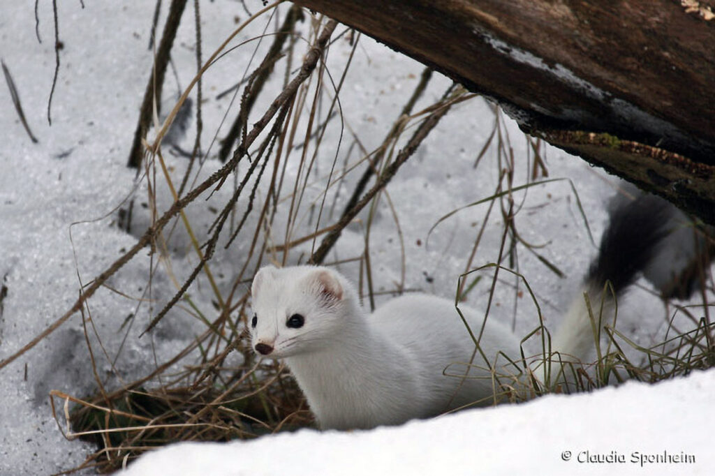 018_Hermelin