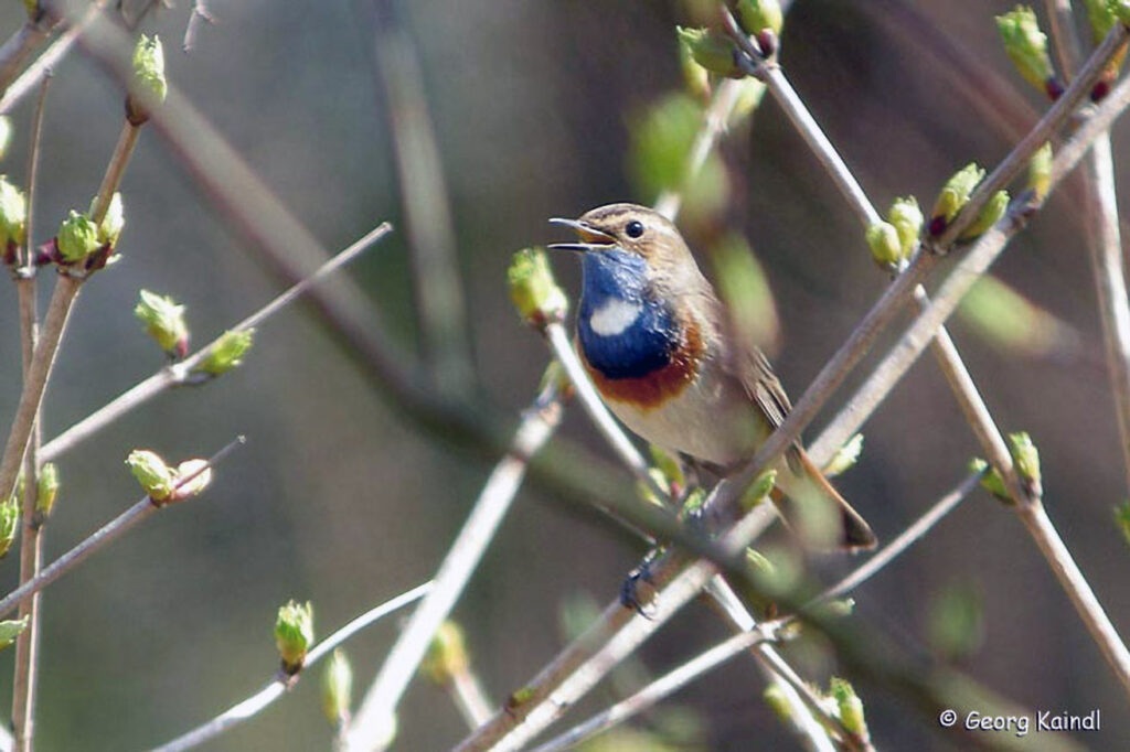 018_Naturinfozentrum-Saxen