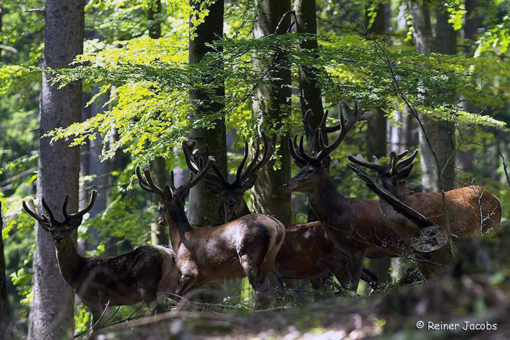 018_Rothirsch