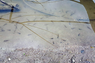 018_Umfahrung-Peilstein