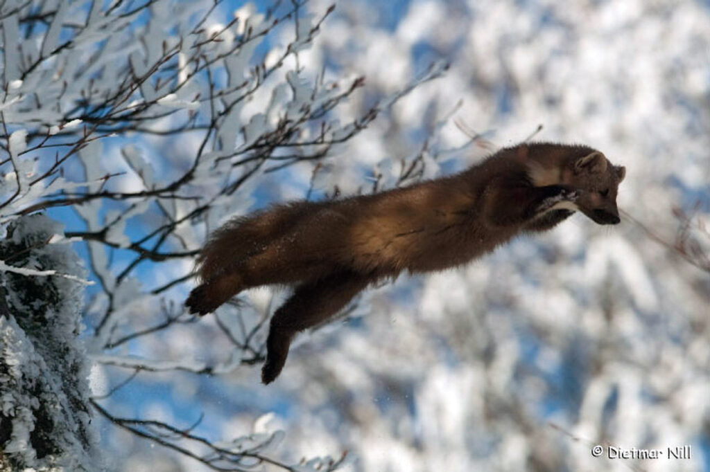 Baummarder (Martes martes), European Pine Marten