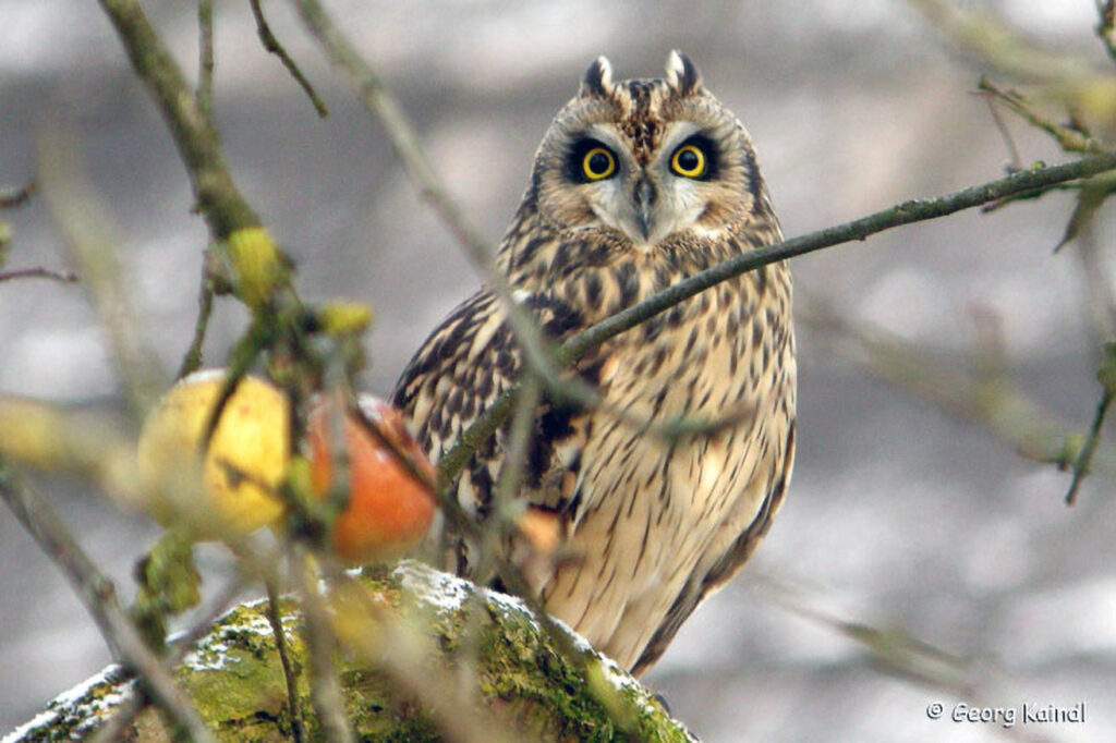 019_Naturinfozentrum-Saxen