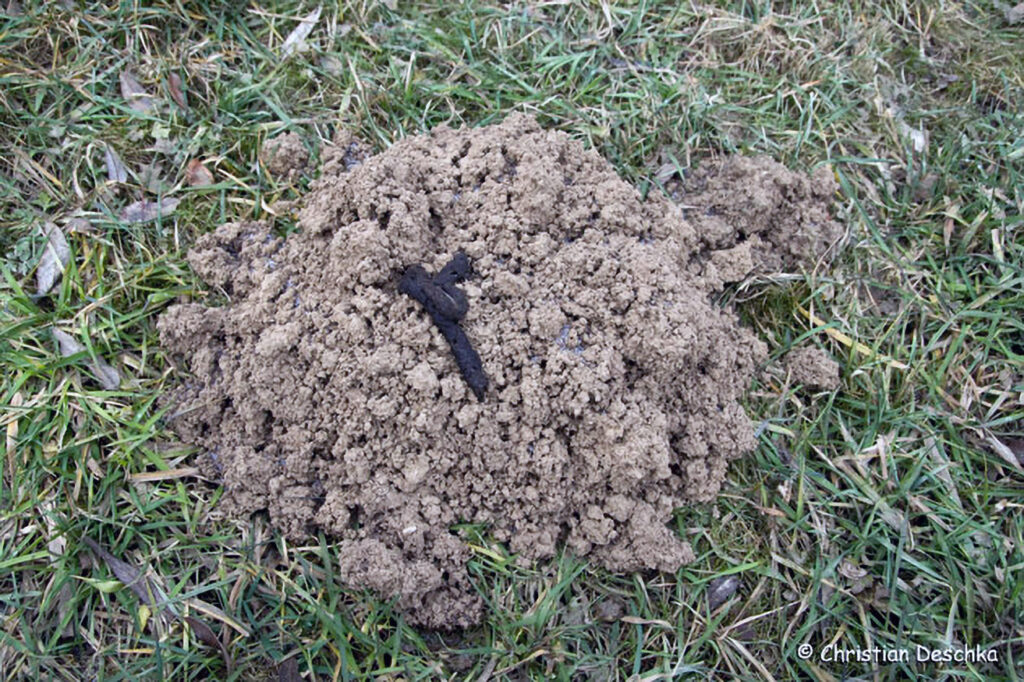 019_Tierspuren-im-Schnee