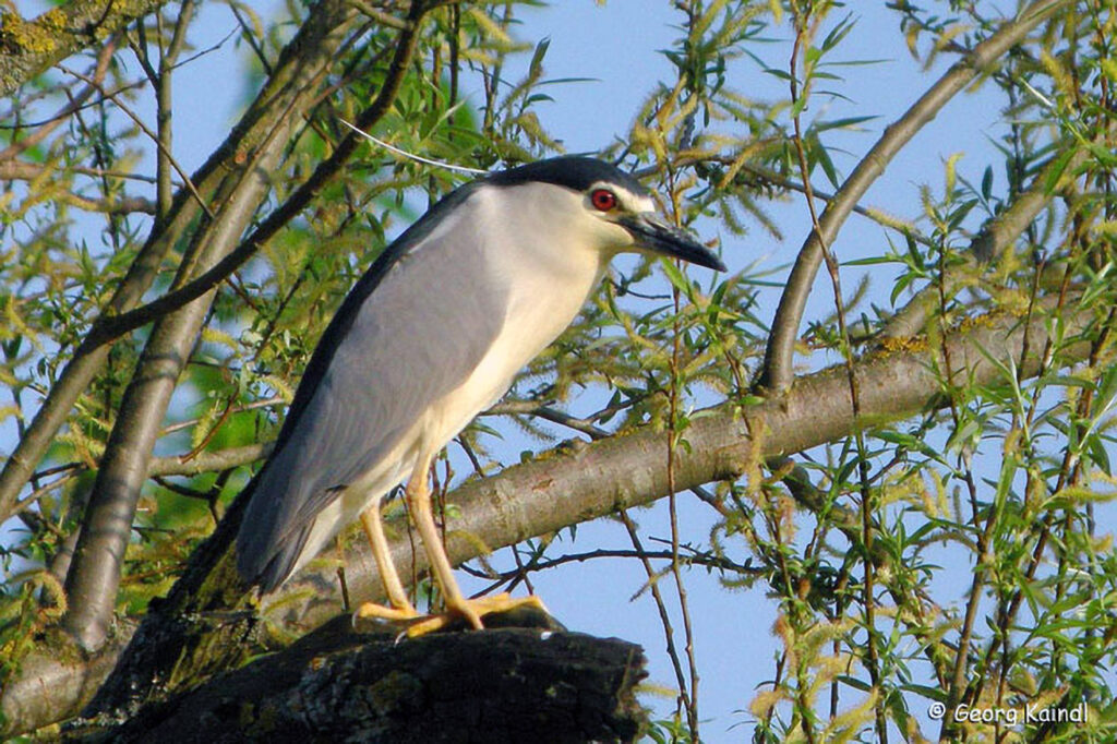 020_Naturinfozentrum-Saxen