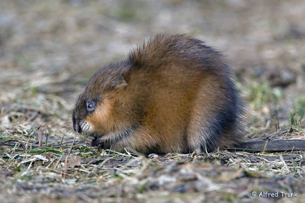 Bisamratte, Ondatra zibethicus, musquash