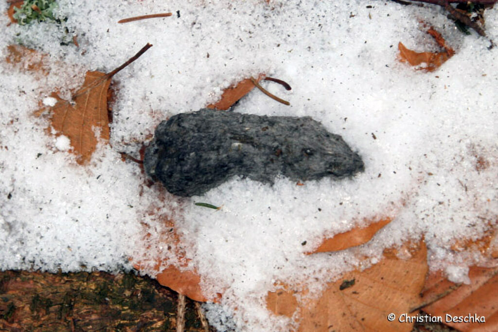 020_Tierspuren-im-Schnee