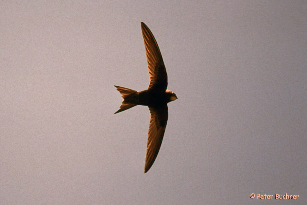 020_Voegel-an-Gebaeuden