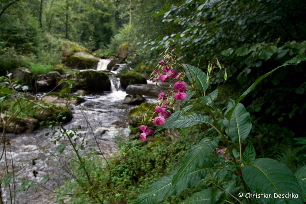 021_Naturschutzgebiet-Pesenbachtal