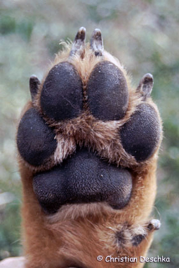 021_Tierspuren-Fotos