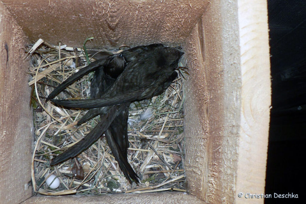 023_Mauerseglerprojekt