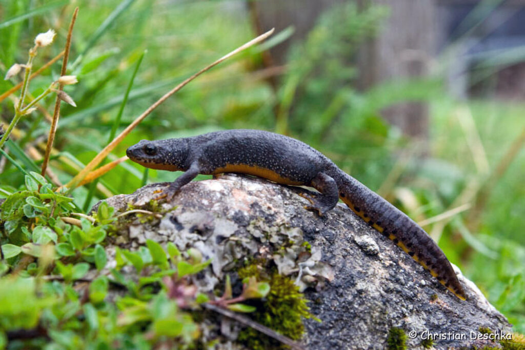024_Alpensalamander