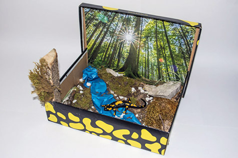 024_Feuersalamandermodell