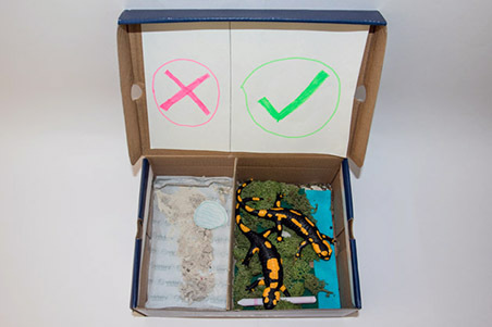 025_Feuersalamandermodell