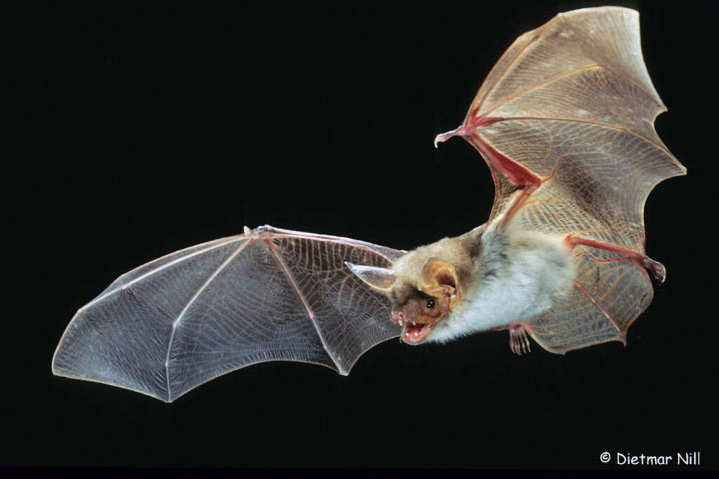 Grosses Mausohr, Mausohrfledermaus, Myotis myotis, greater mouse-eared bat, grand murin