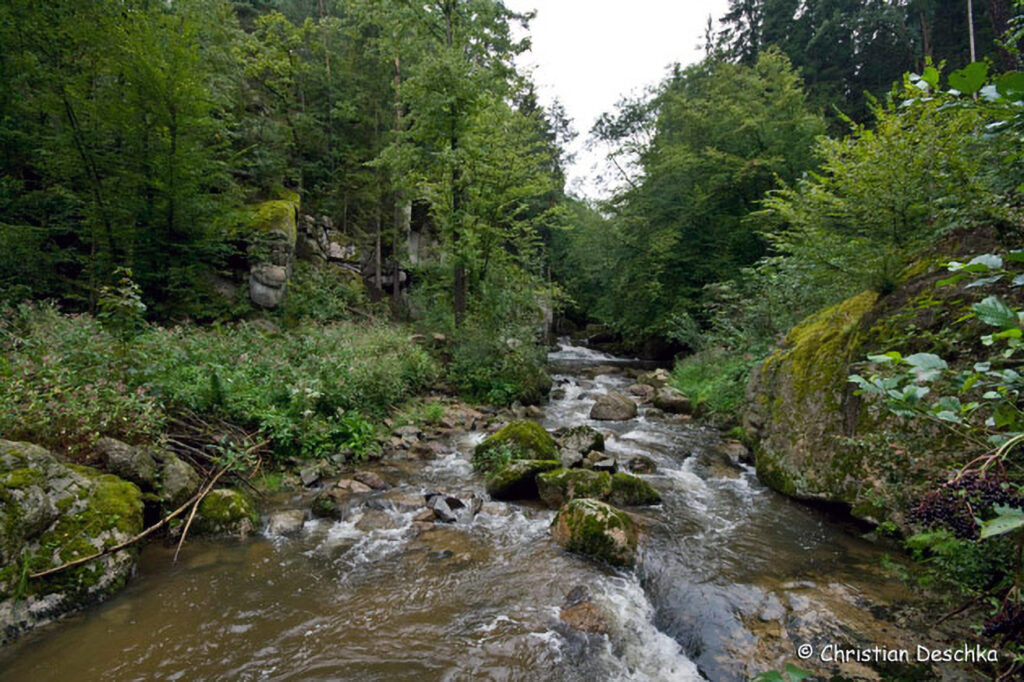 025_Naturschutzgebiet-Pesenbachtal