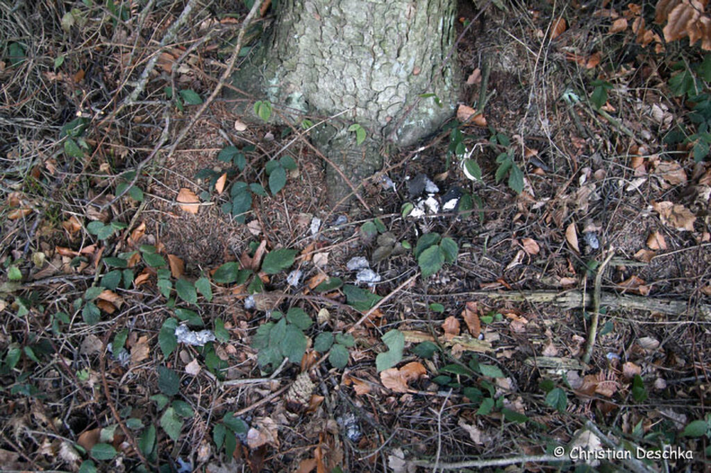 026_Tierspuren-Fotoquiz