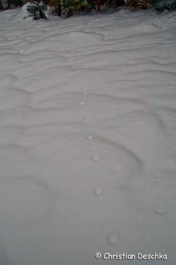 027_2_Tierspuren-Fotos