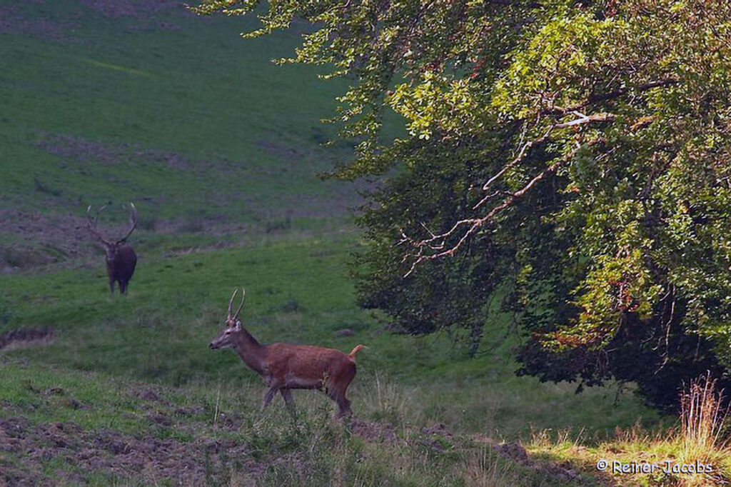 028_Rothirsch