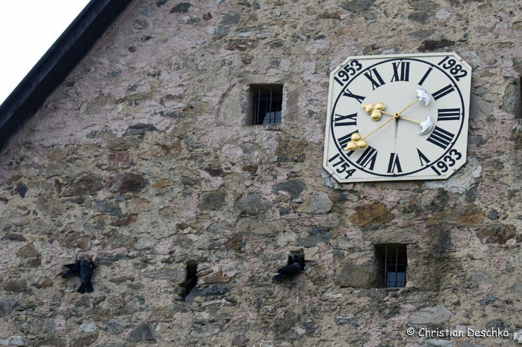 028_Voegel-an-Gebaeuden