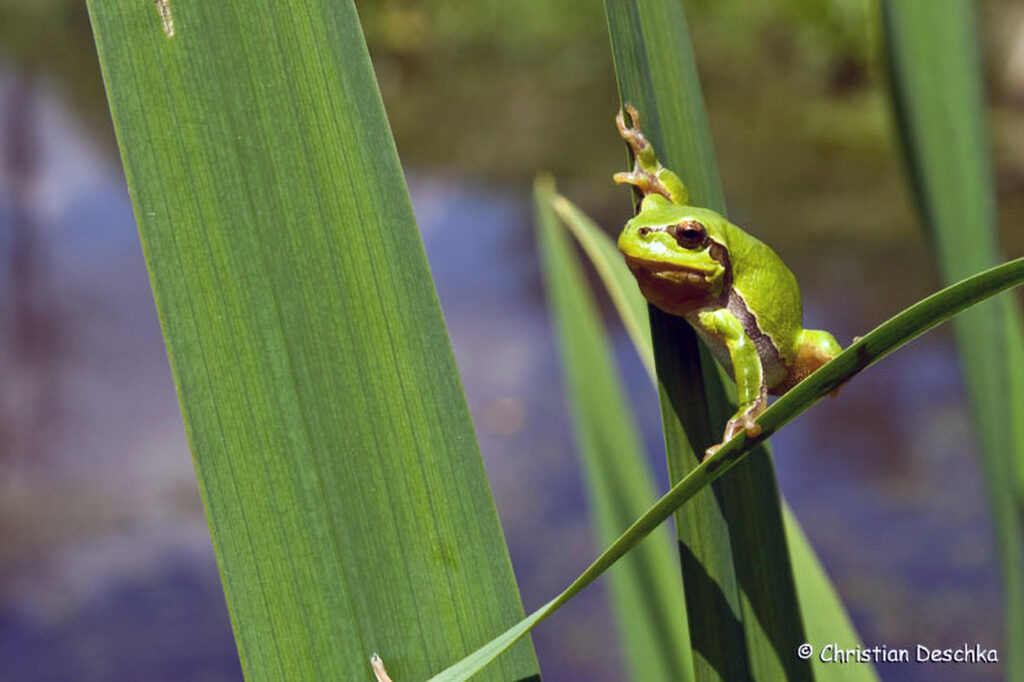 029_Laubfrosch