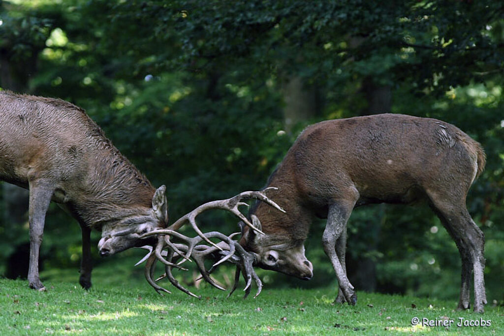 029_Rothirsch