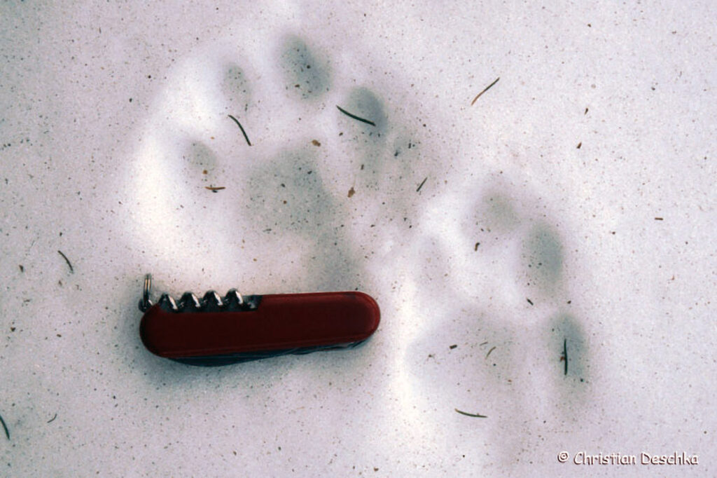 029_Tierspuren-Fotos