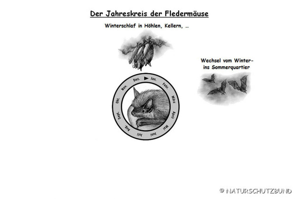 030_Fledermaeuse