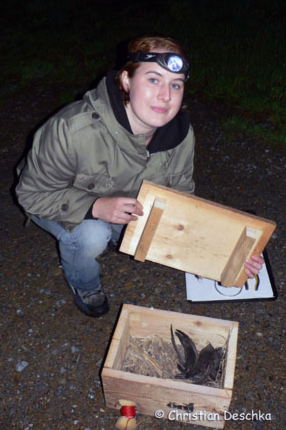 030_Mauerseglerprojekt