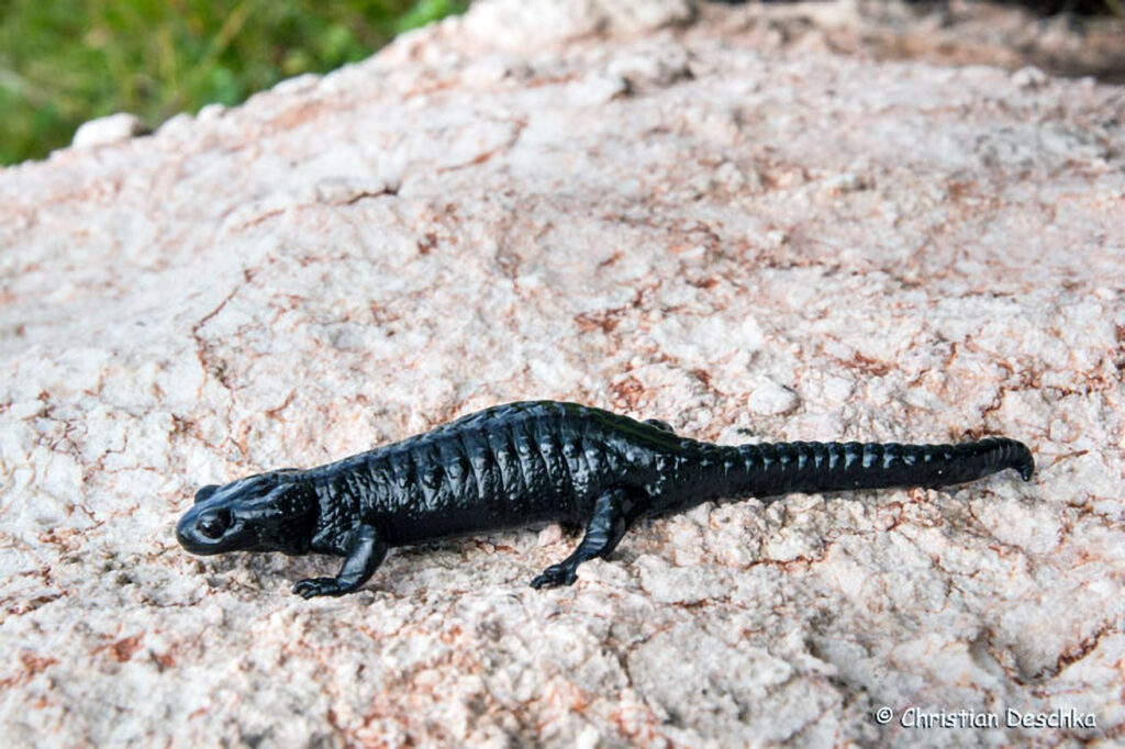 031_Alpensalamander