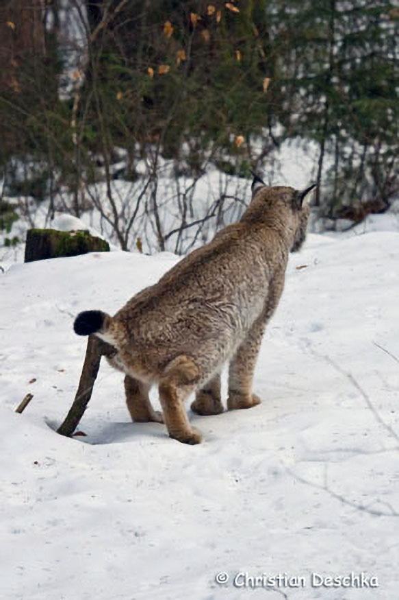 031_Luchs