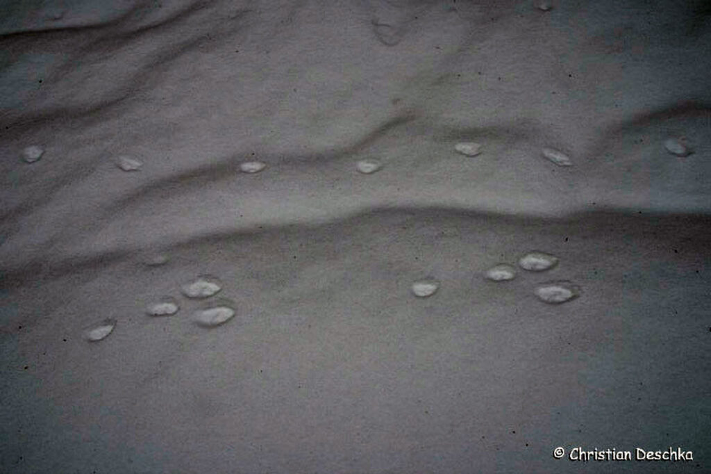 031_Tierspuren-im-Schnee