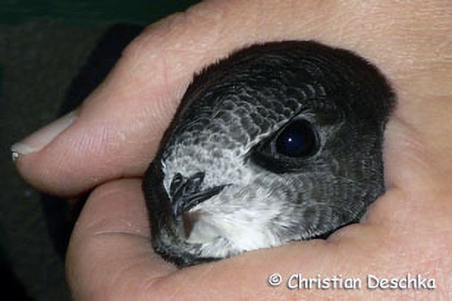 032_2_Mauerseglerprojekt