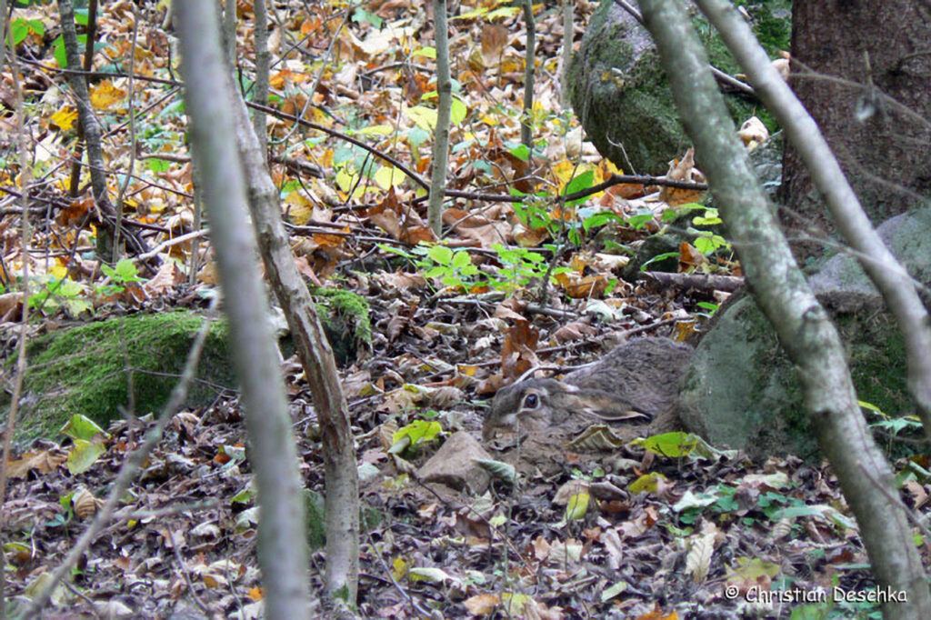 033_Tierspuren-im-Schnee