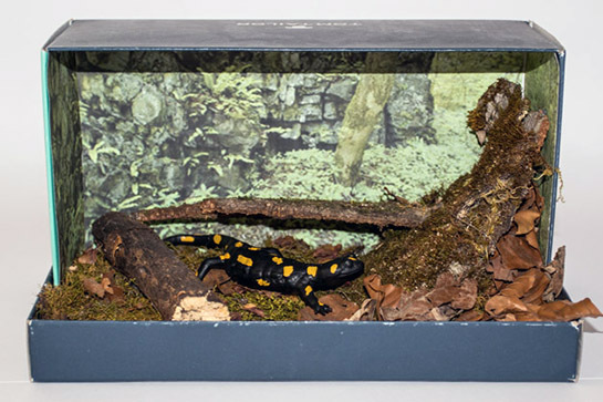 035_Feuersalamandermodell