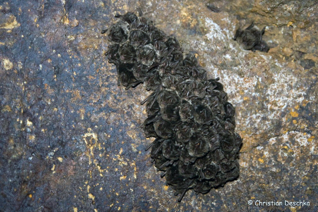 035_Fledermausprojekt