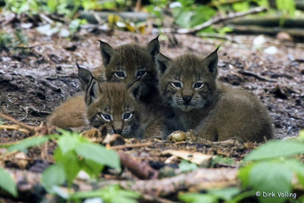 035_Luchs