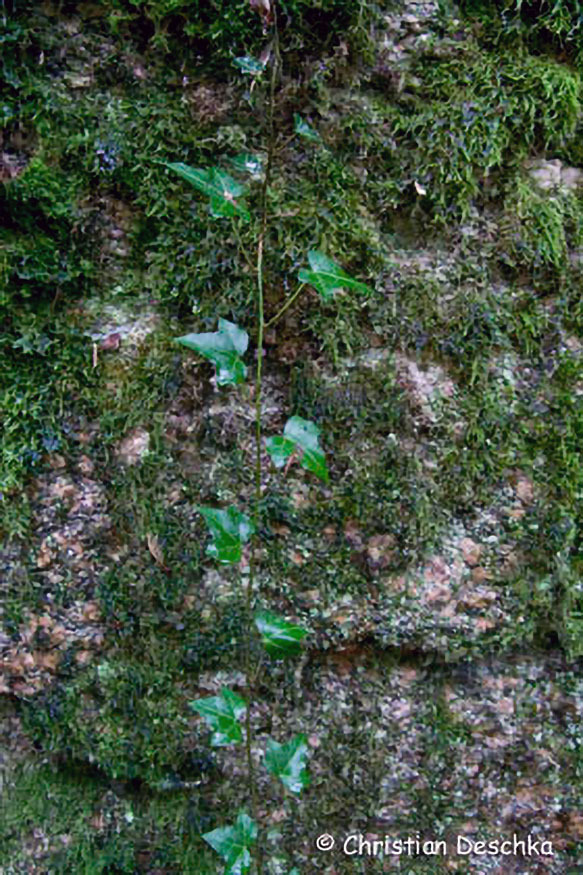 035_Naturschutzgebiet-Pesenbachtal