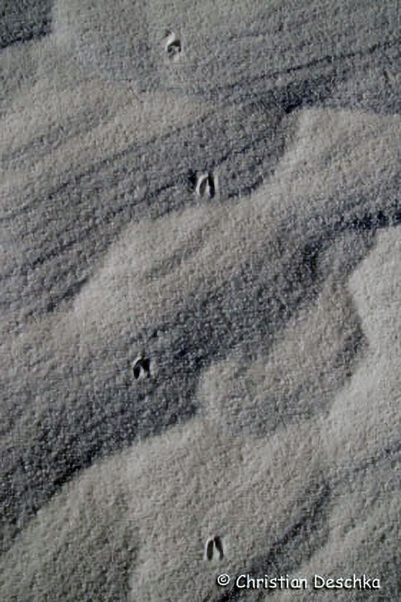036_Tierspuren-im-Schnee