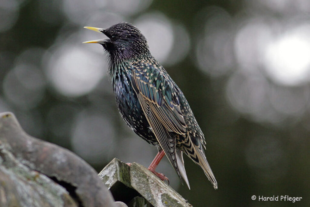 036_Voegel-an-Gebaeuden