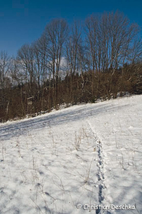 037_Tierspuren-im-Schnee
