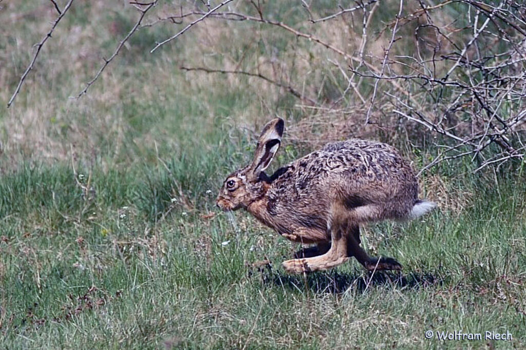 038_Feldhase