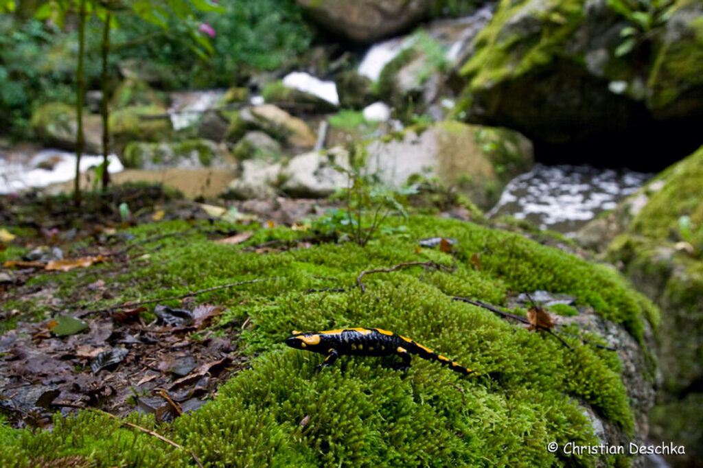 041_Naturschutzgebiet-Pesenbachtal