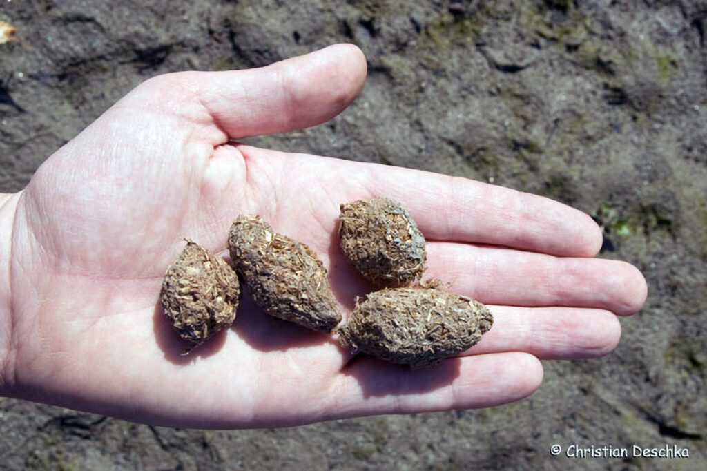 044_Tierspuren-Fotos