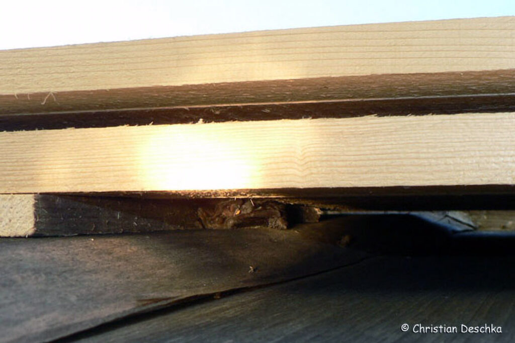 045_Fledermausprojekt