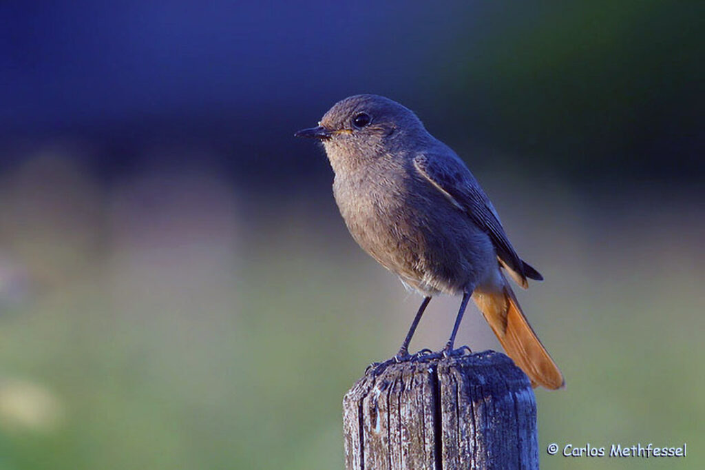 046_Voegel-an-Gebaeuden