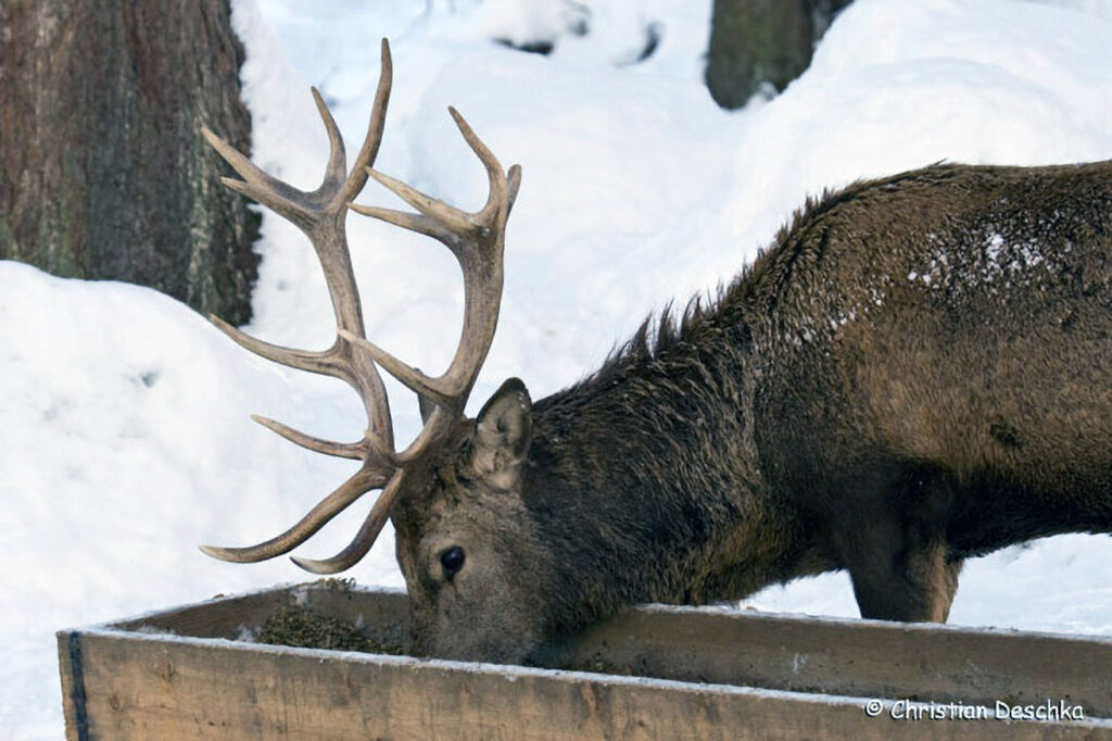 047_Rothirsch